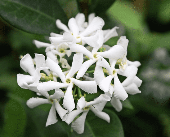 Star jasmine