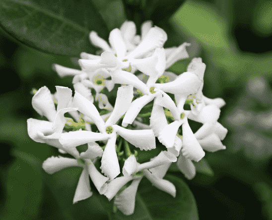 Star jasmine