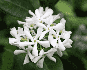 Star jasmine(Trachelospermum jasminoides)
