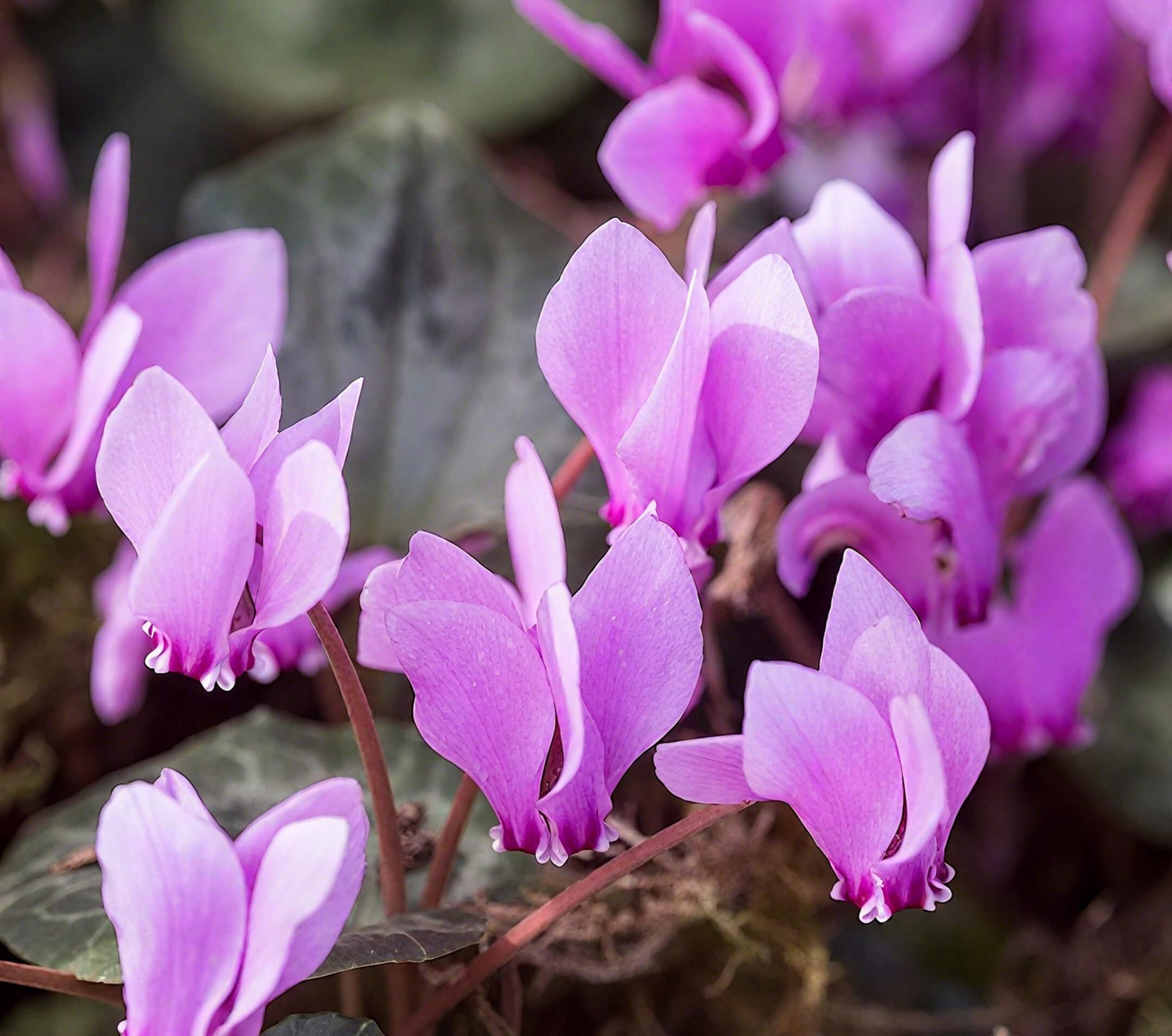 Persian cyclamen