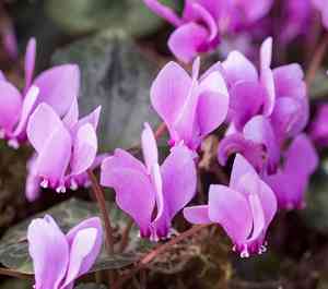 Persian cyclamen(Cyclamen persicum)