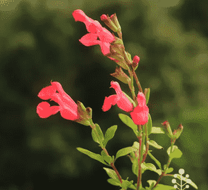 Baby sage(Salvia microphylla)