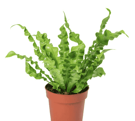 Bird's-nest fern(Asplenium nidus)