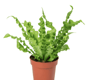Bird's-nest fern(Asplenium nidus)