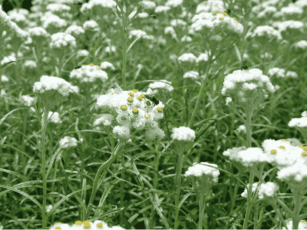 Pearly everlasting
