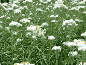 Pearly everlasting(Anaphalis margaritacea)