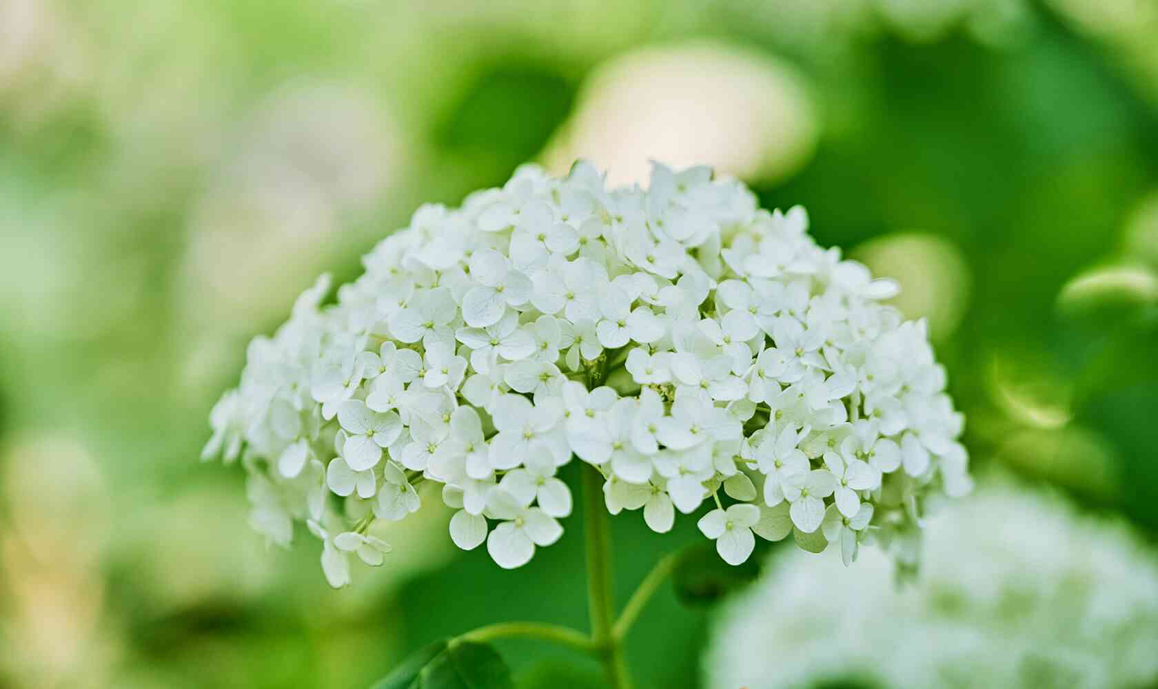 Bigleaf hydrangea(Hydrangea macrophylla)