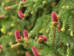 Norway spruce(Picea abies)