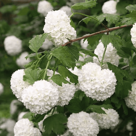 American Cranberry Bush