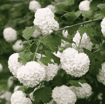 American Cranberry Bush