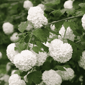 American Cranberry Bush(Viburnum opulus)