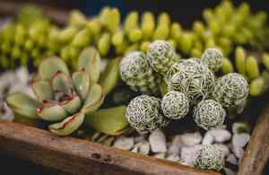 Mexican snow ball(Echeveria elegans)