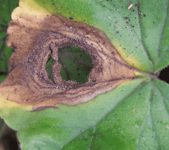 Gray Mold: Identifying Symptoms, Causes, and Effective Treatments for Your Garden